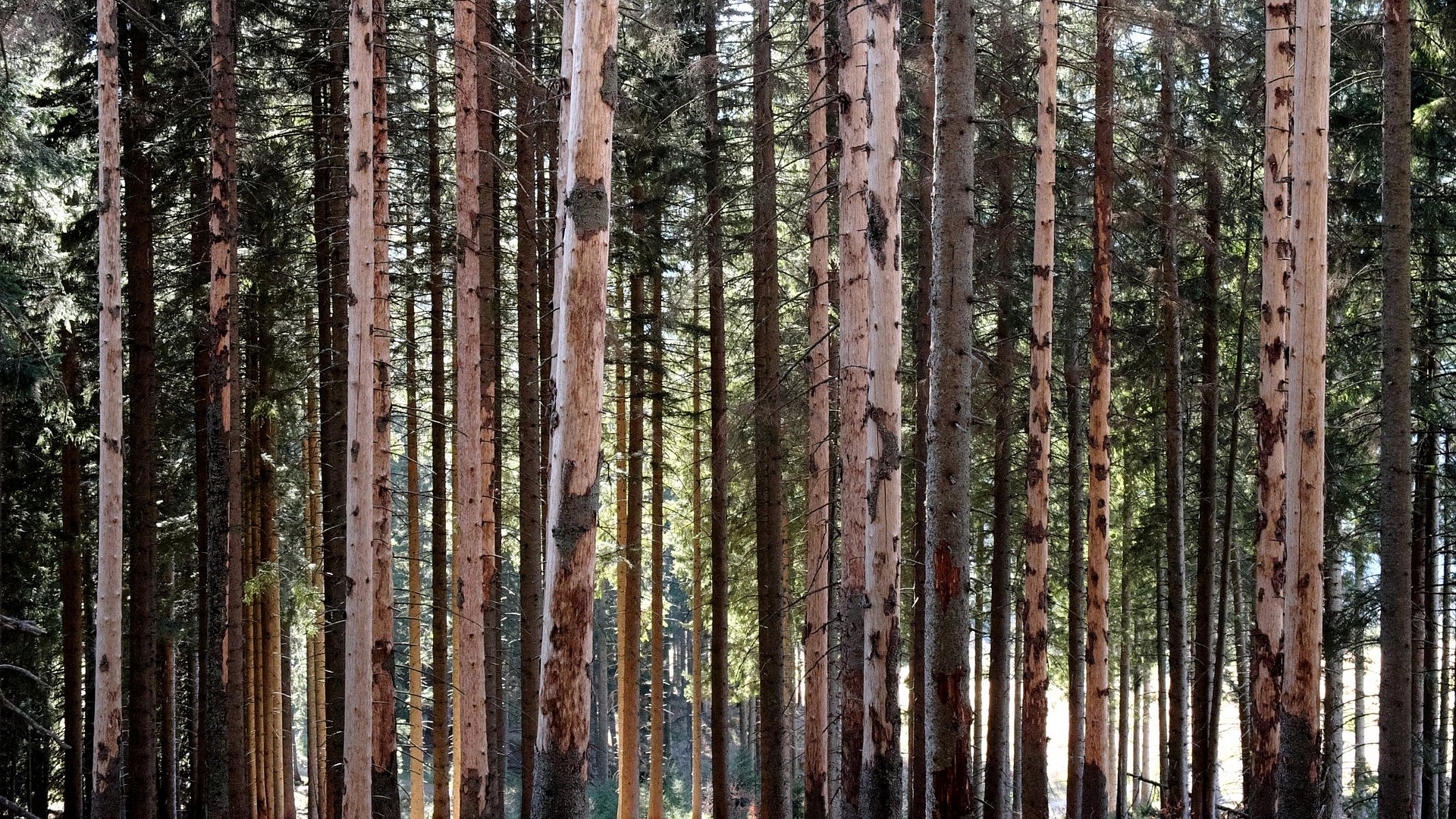 Tree trunks with clearly visible bark beetle damage: large areas of bark are missing, and the trunks appear severely affected.
