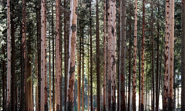 Tree trunks with clearly visible bark beetle damage: large areas of bark are missing, and the trunks appear severely affected.