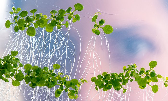 In the foreground, small plants are visible that have grown long, lateral roots on a glass underground. In the background, there is a woman visible who examines the plants.