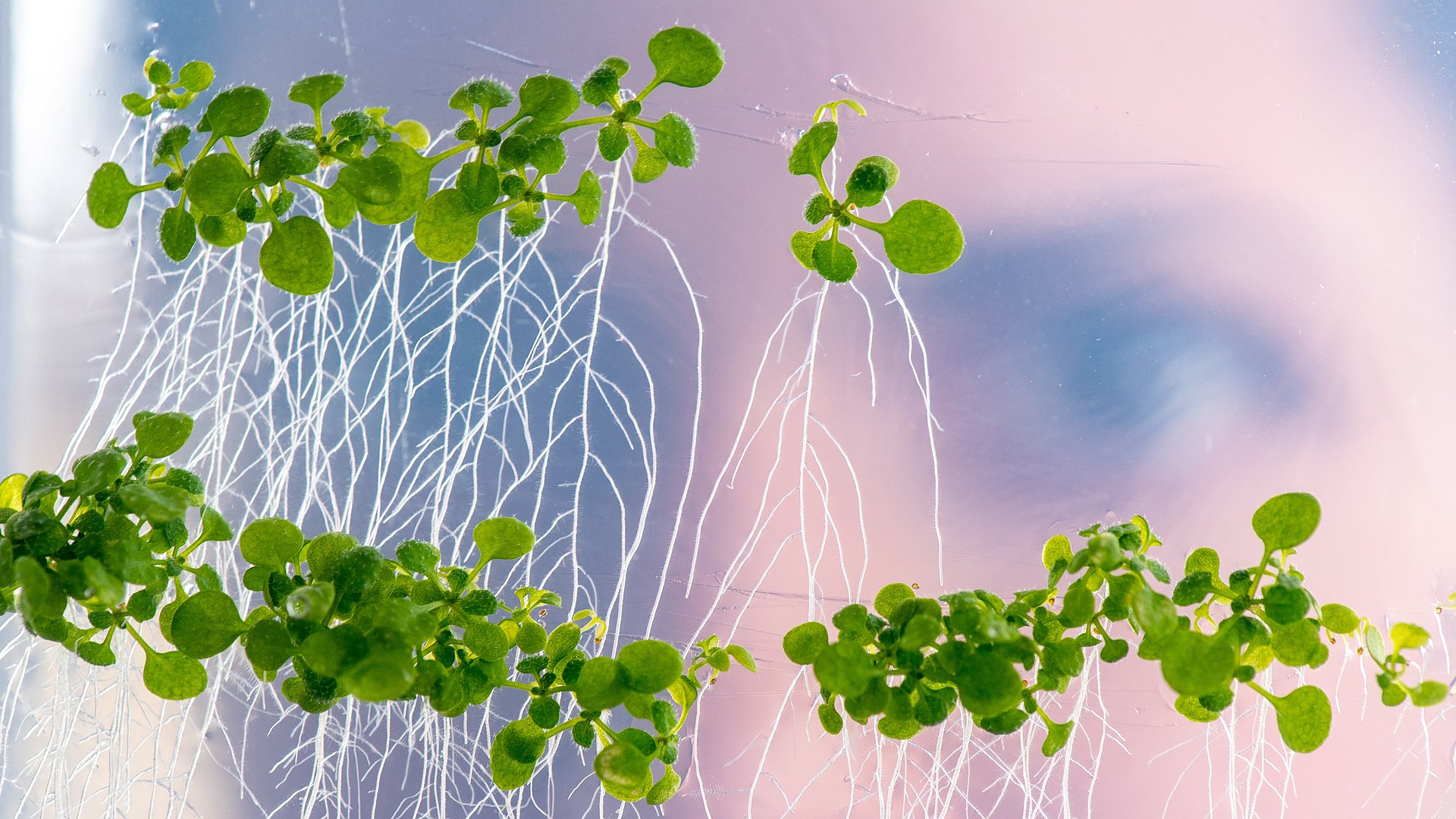 In the foreground, small plants are visible that have grown long, lateral roots on a glass underground. In the background, there is a woman visible who examines the plants.