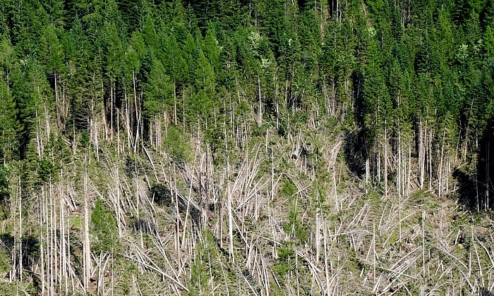 Storm damage in a forest