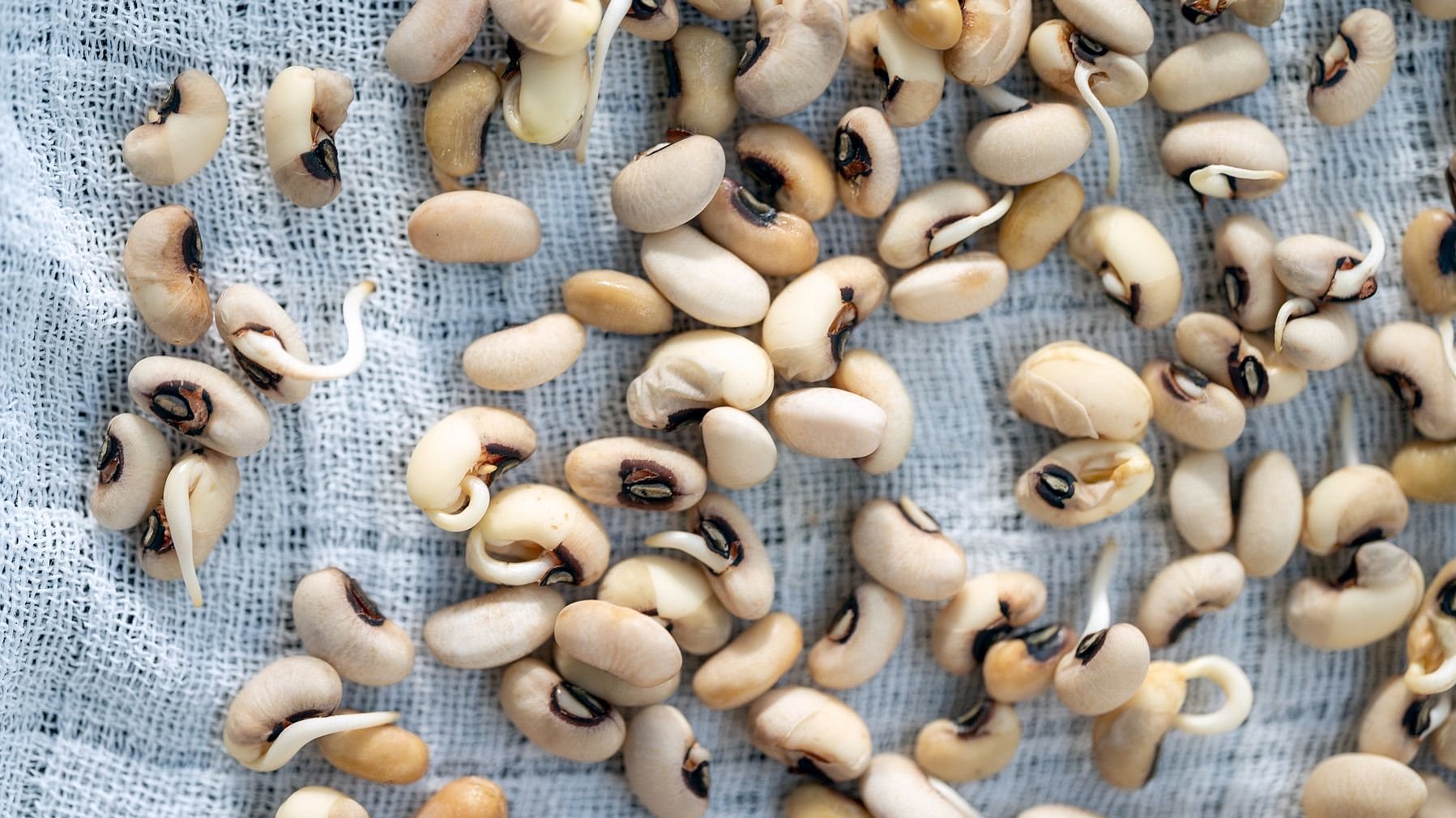 Cowpeas after germination.