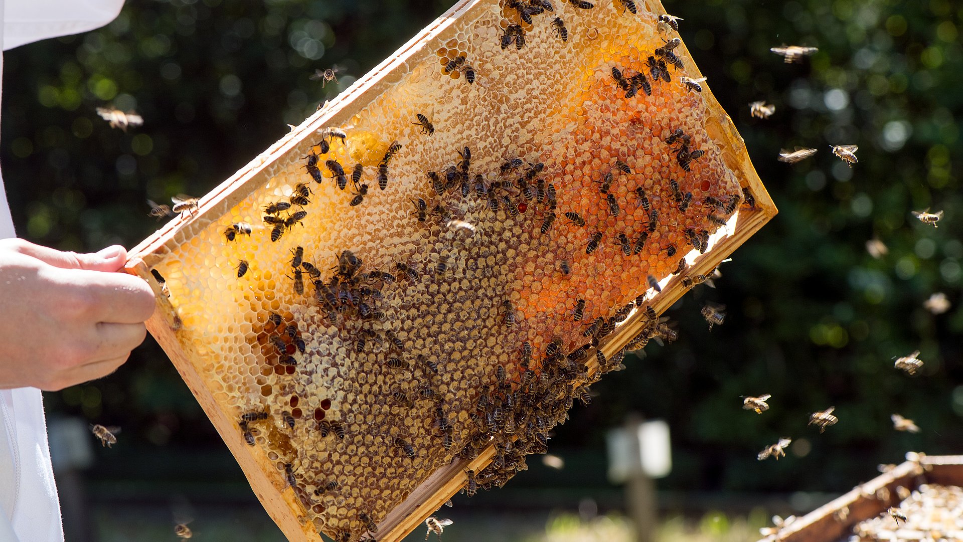 Eine weiß gekleidete Person zieht einen Rahmen aus einem Bienenstock. Bienen sind am und um den Rahmen herum, im Rahmen befinden sich gefüllte Honigwaben.