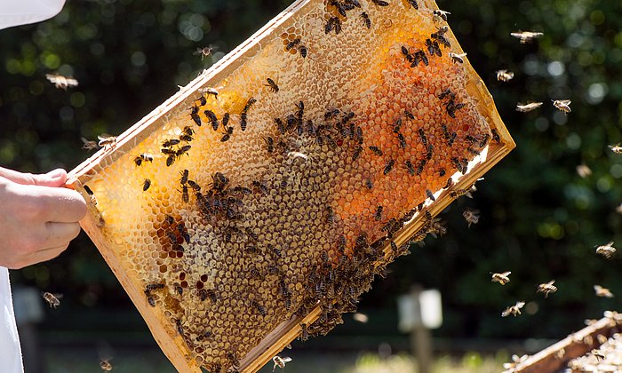 Eine weiß gekleidete Person zieht einen Rahmen aus einem Bienenstock. Bienen sind am und um den Rahmen herum, im Rahmen befinden sich gefüllte Honigwaben.