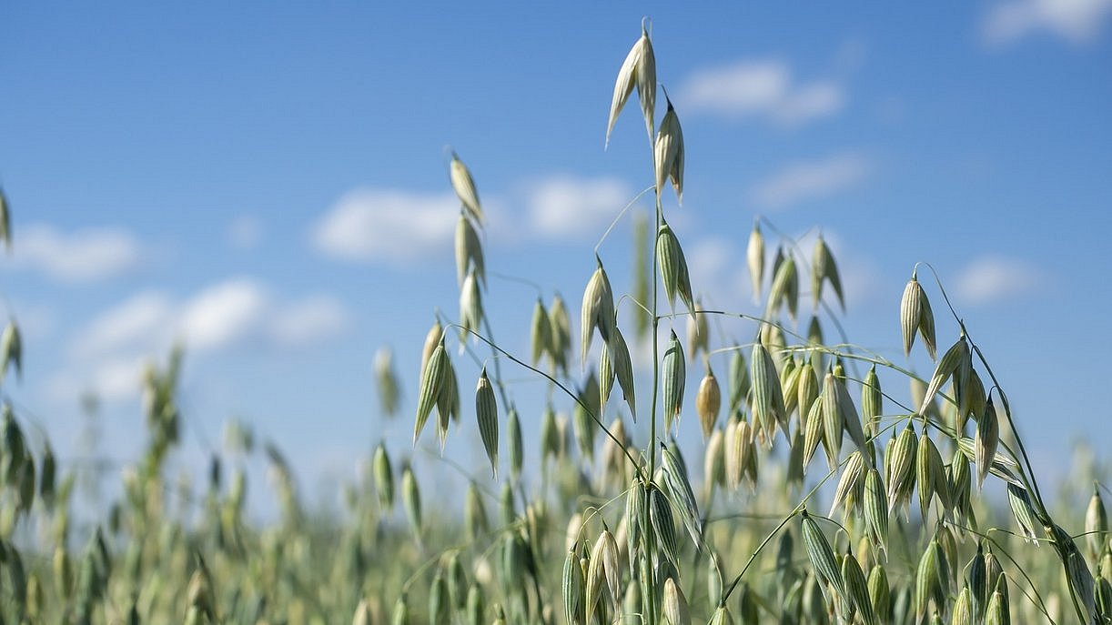 Oat plants in a field under a blue sky