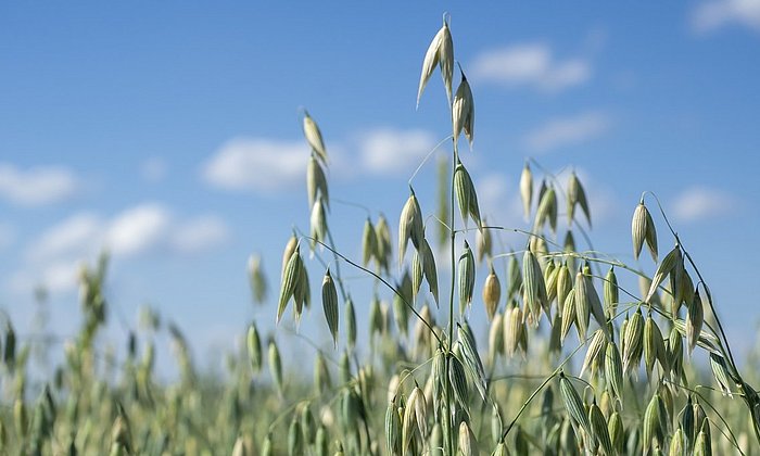 Oat plants in a field under a blue sky