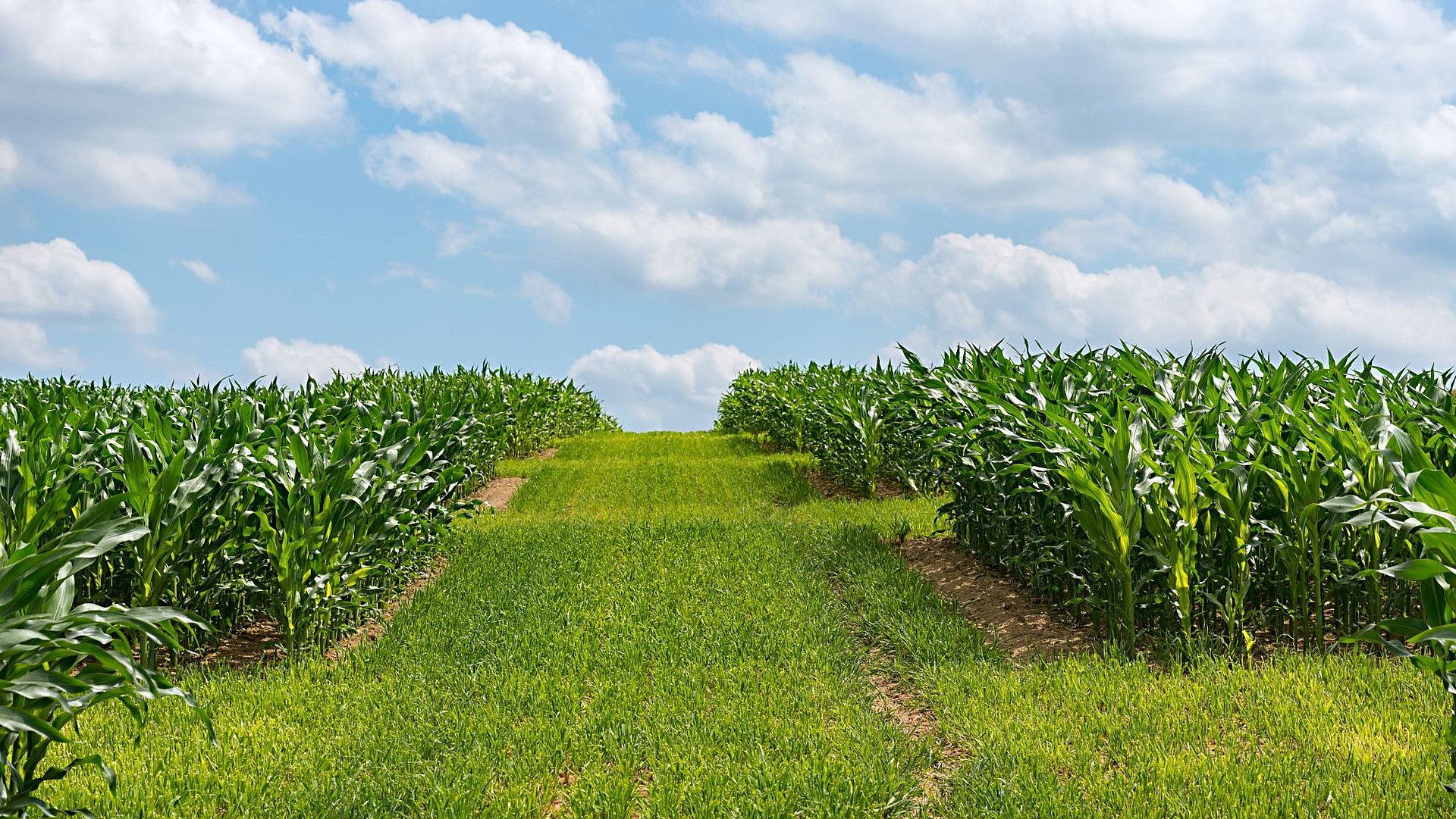 corn field