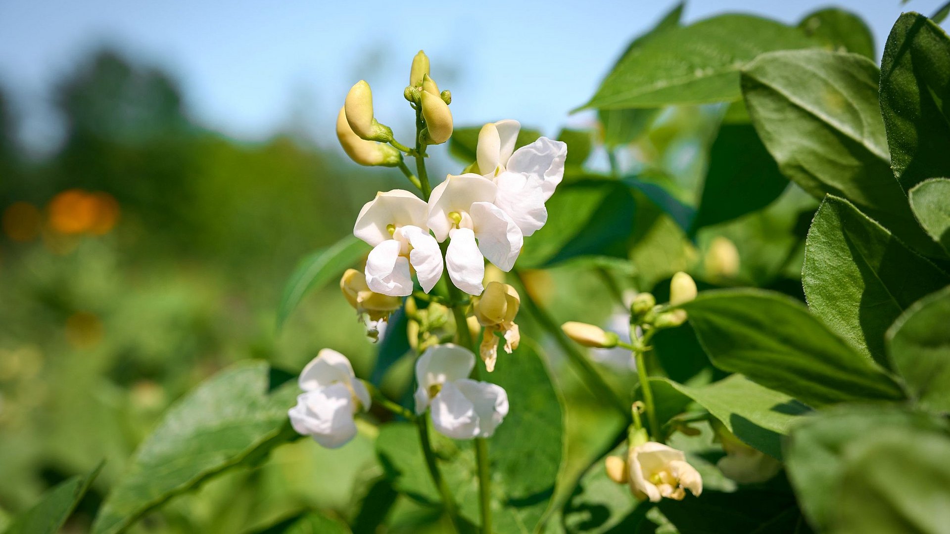 A flowering bean plant in a field