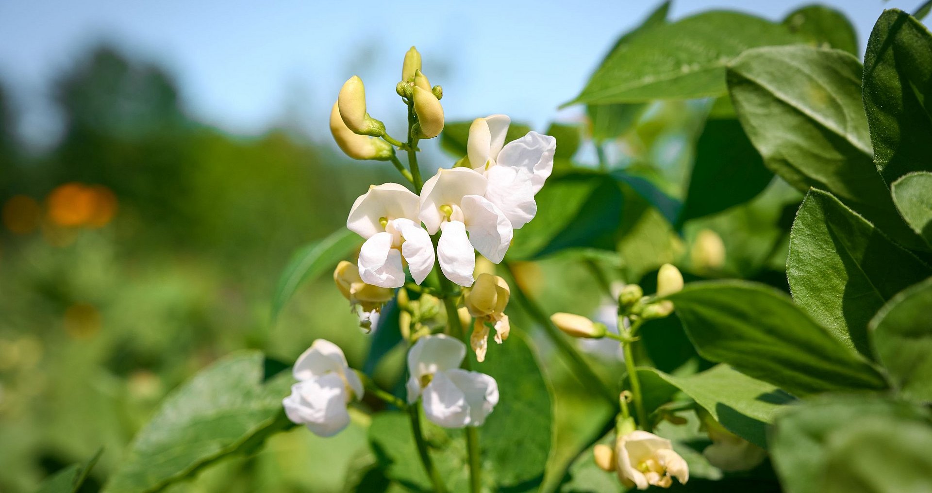 A flowering bean plant in a field