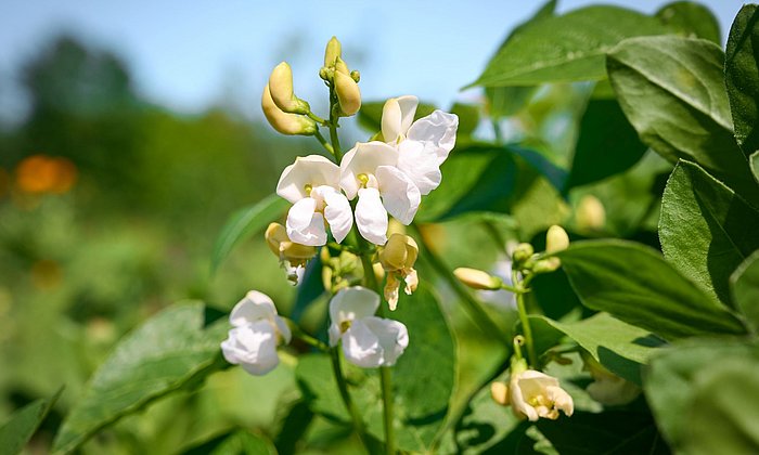 A flowering bean plant in a field