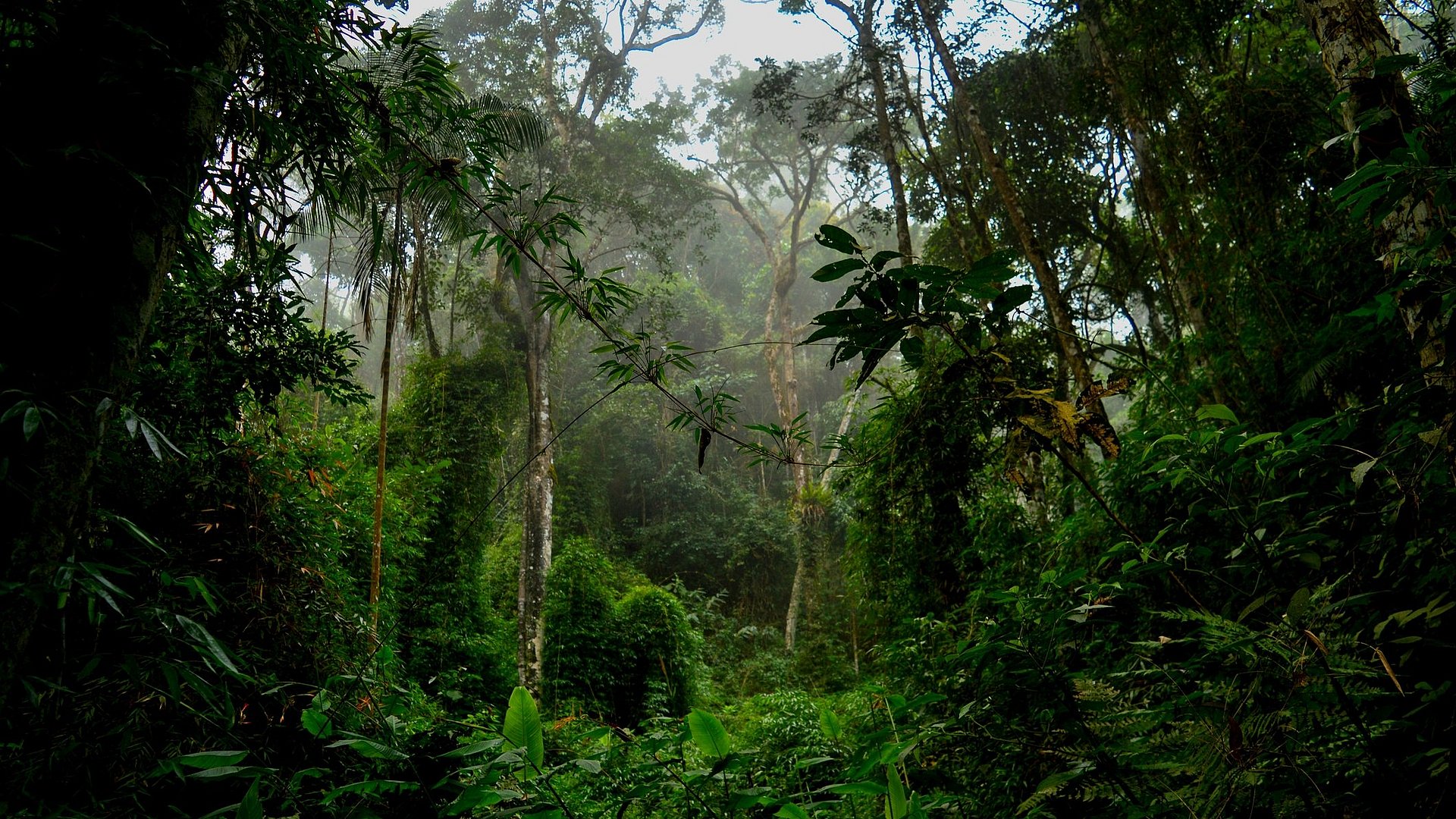 Foto von Unterholz im Amazonas