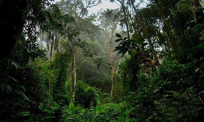 Foto von Unterholz im Amazonas