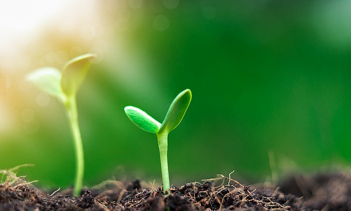 Young plants sprouting