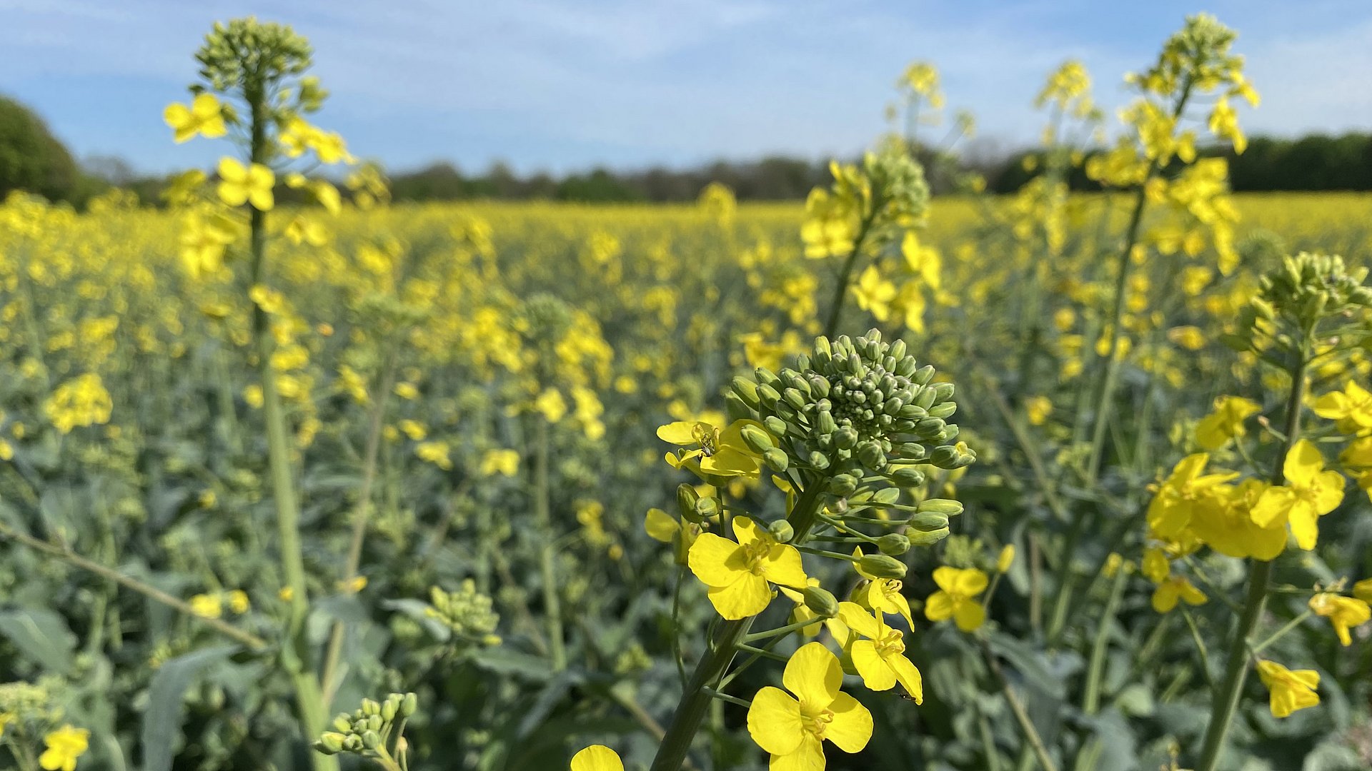 Es sind gelb blühende Rapspflanzen auf einem Feld zu sehen. Im Hintergrund sind einzelne Bäume zu erkennen.