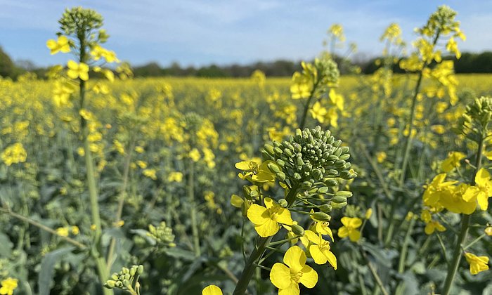 Es sind gelb blühende Rapspflanzen auf einem Feld zu sehen. Im Hintergrund sind einzelne Bäume zu erkennen.