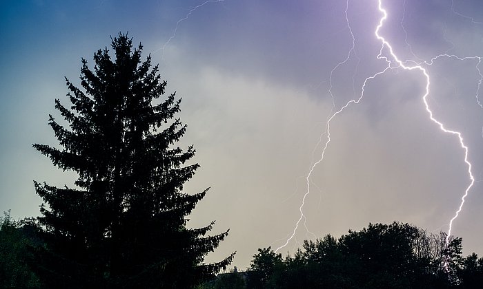Lightning over trees