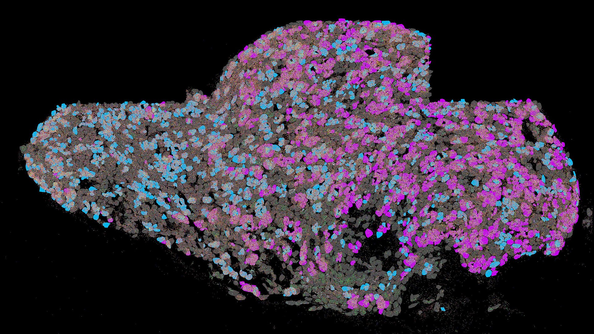 The superior cervical ganglion of a mouse