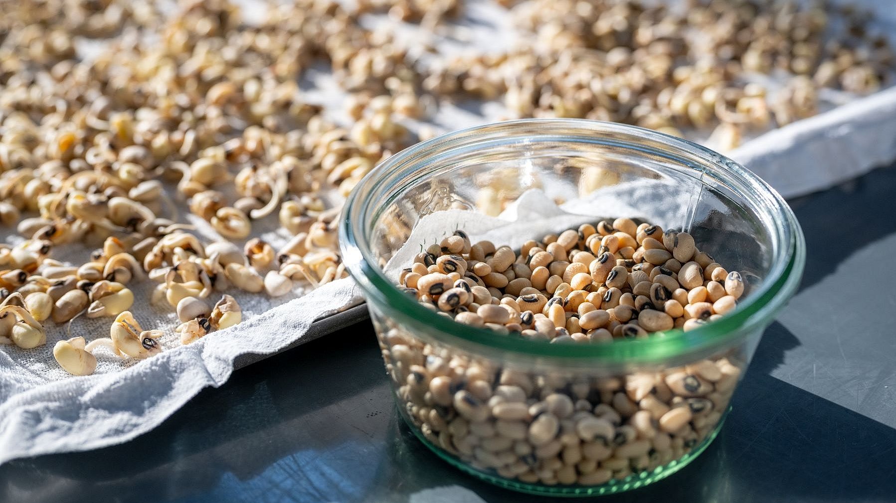 Sprouted cowpeas.