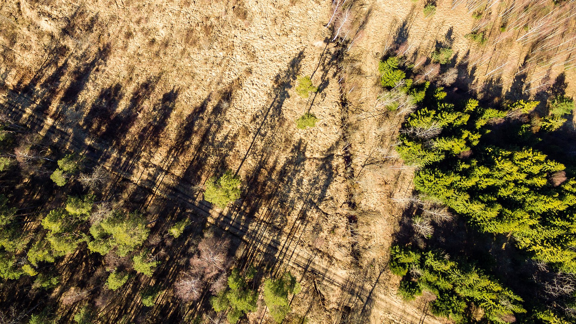 View of a damaged forest
