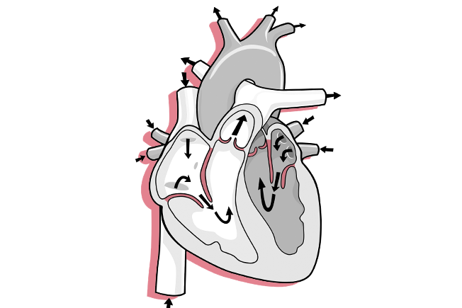 Diagram of a cross-section of the human heart