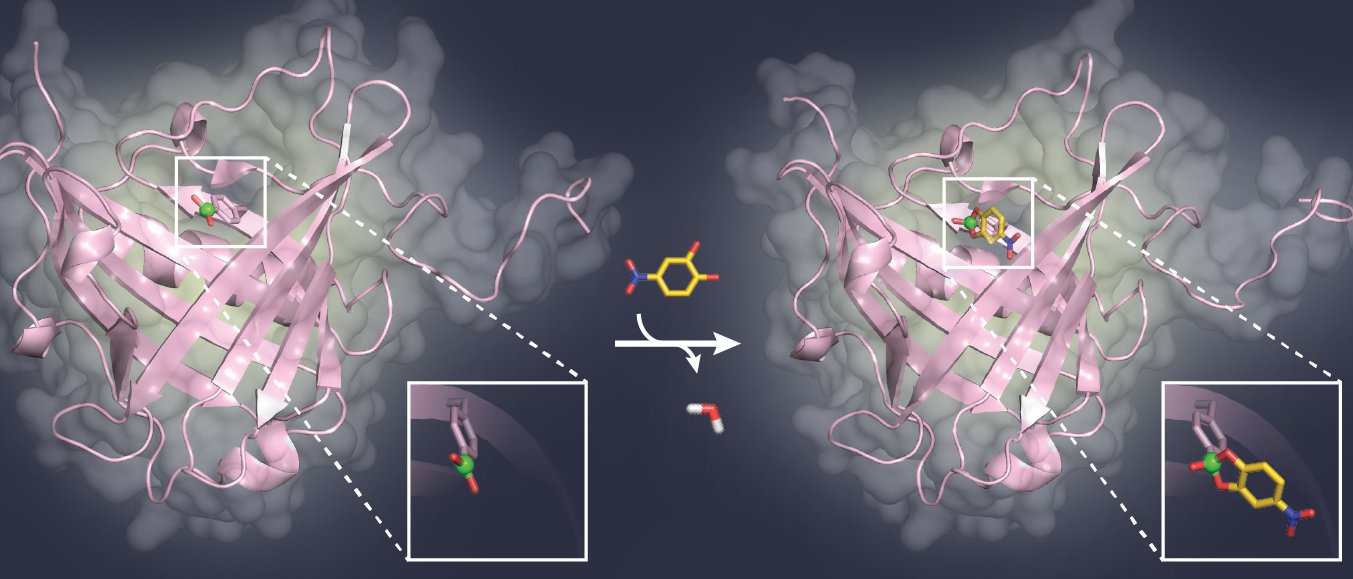 Ein zuckerartiger Ligand (gelb) bindet an die Borsäuregruppe (grün) in der Tasche des Bindeproteins (pink).