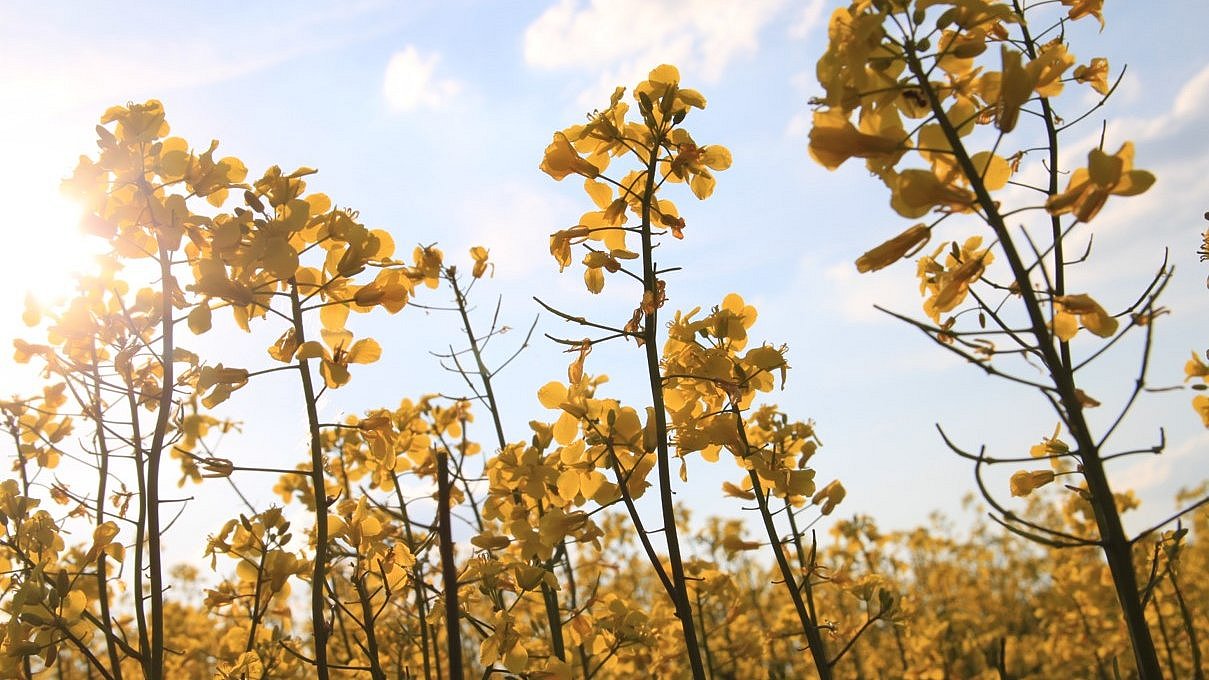 Rapeseed plants photographed from below with a view of the blue sky