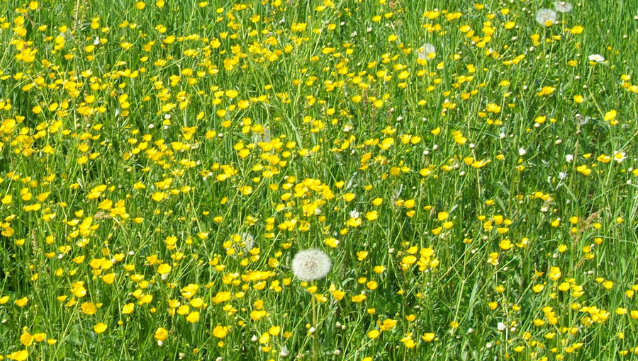 Blumenwiese