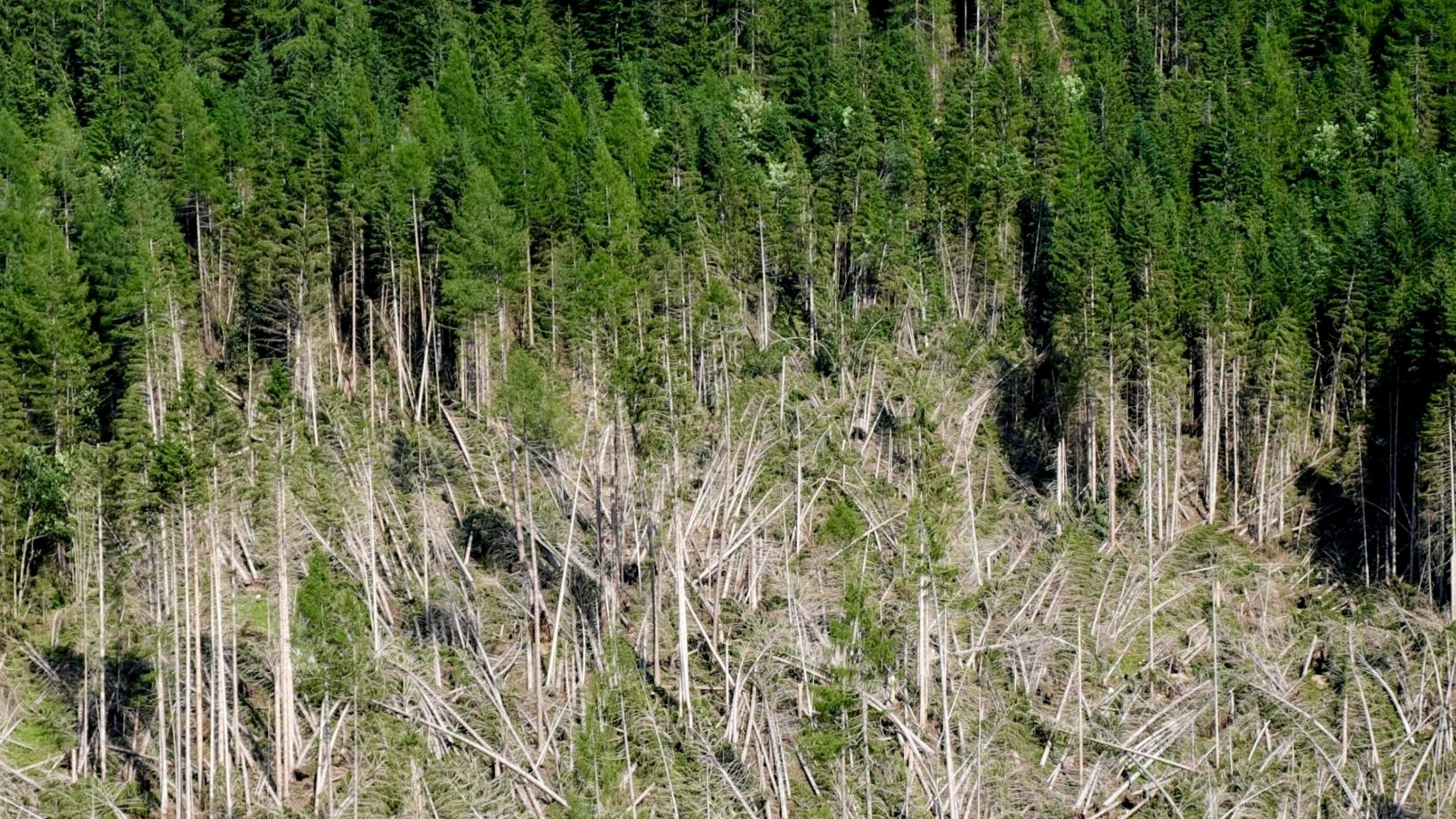 Storm damage in a forest